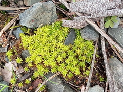 Didymodon torquatus