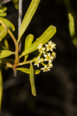 Geijera linearifolia