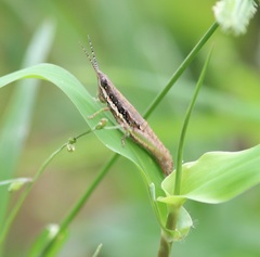 Neorthacris