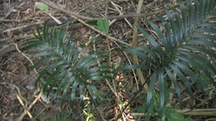 Lepidozamia peroffskyana