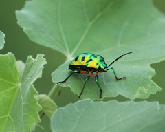 Chrysocoris