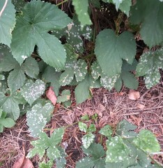 Podosphaera macularis