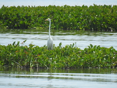 Ardea alba
