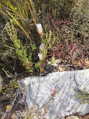 Prismatocarpus brevilobus