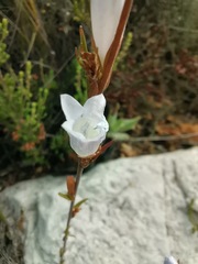 Prismatocarpus brevilobus