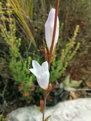 Prismatocarpus brevilobus