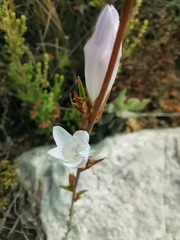 Prismatocarpus brevilobus