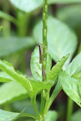 Neorthacris