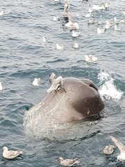 Physeter macrocephalus