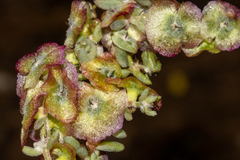 Maireana trichoptera