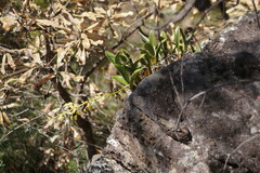 Dendrobium speciosum