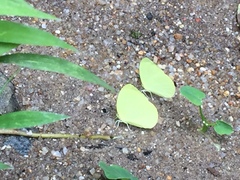 Gandaca harina distanti