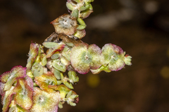 Maireana trichoptera