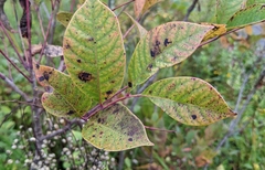 Toxicodendron vernix