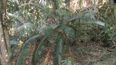 Lepidozamia peroffskyana