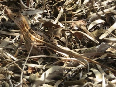 Chalarodon madagascariensis