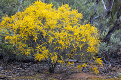 Acacia nyssophylla