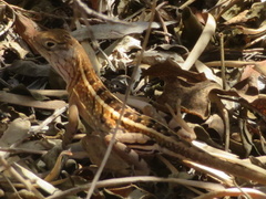 Chalarodon madagascariensis