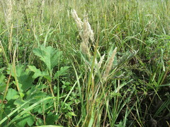 Heracleum dissectum