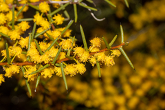 Acacia nyssophylla