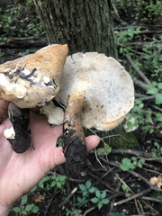 Polyporus radicatus
