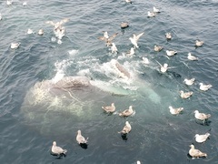 Physeter macrocephalus