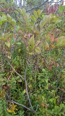 Toxicodendron vernix