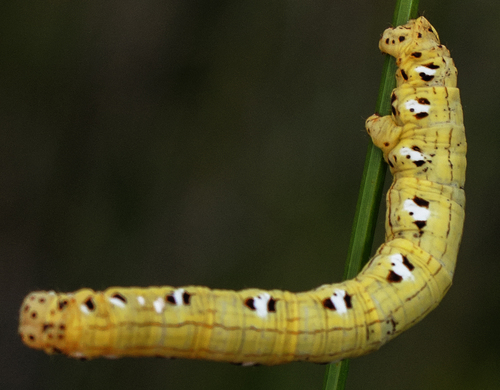 Chain-dotted Geometer photo 2