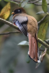 Trogon collaris