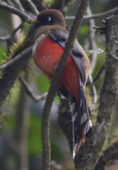 Trogon collaris