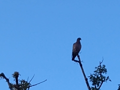 Patagioenas picazuro