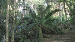 Lepidozamia peroffskyana