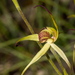 Caladenia woolcockiorum - Photo (c) Tim Hammer, some rights reserved (CC BY), uploaded by Tim Hammer