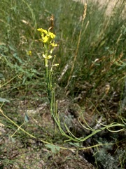 Erysimum canescens
