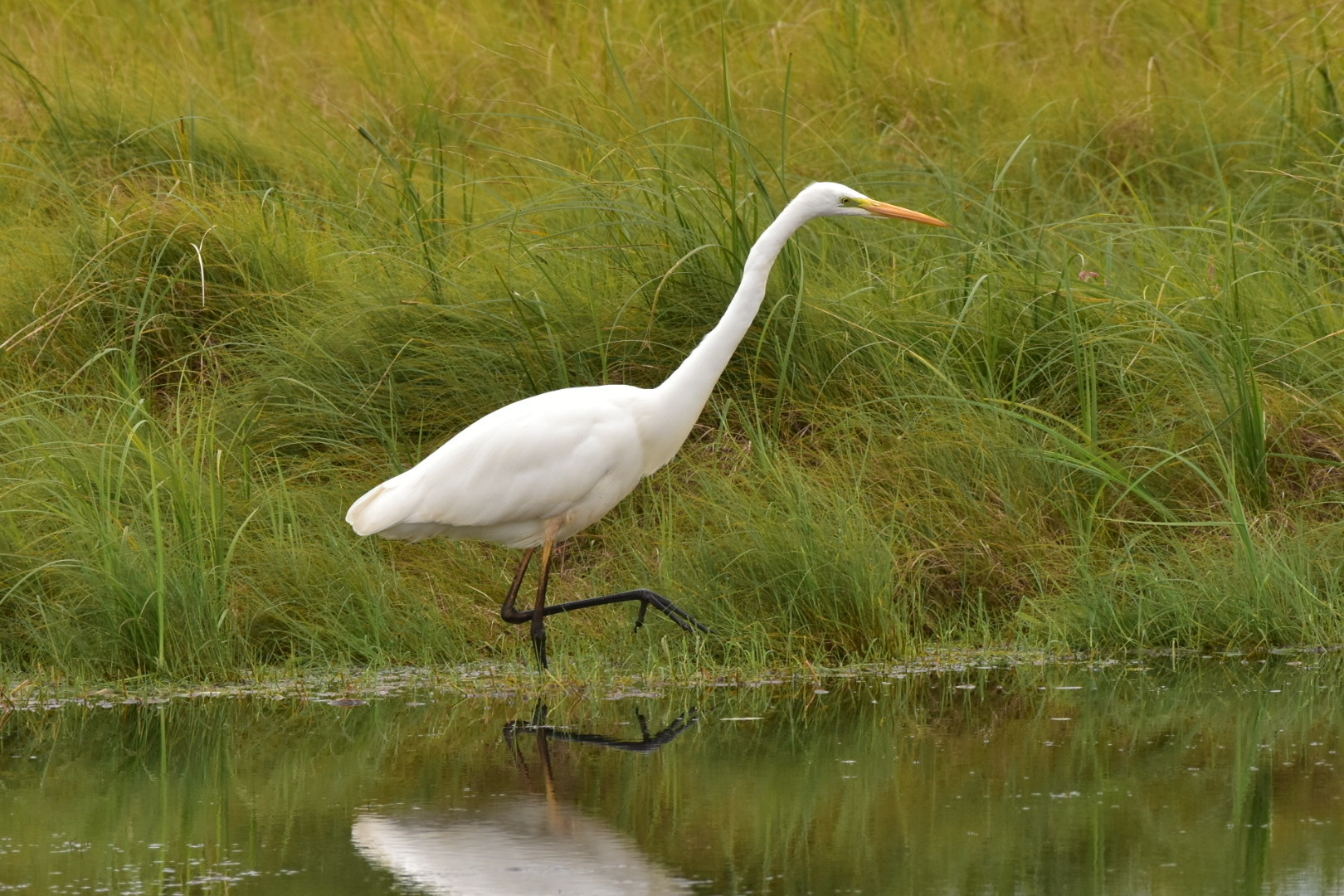 Great Egret