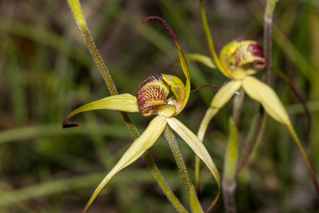 Caladenia woolcockiorum
