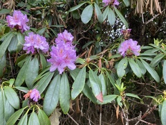 Rhododendron ponticum