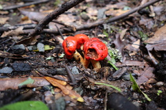 Leratiomyces erythrocephalus