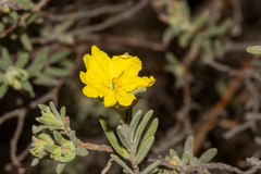 Hibbertia crinita