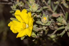 Hibbertia crinita