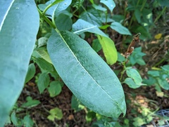 Asclepias syriaca