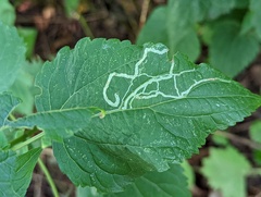 Liriomyza eupatoriella