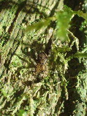 Toxopsoides erici