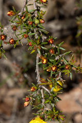 Hibbertia exutiacies