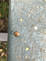 Harmonia axyridis