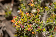 Hibbertia exutiacies