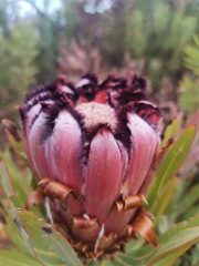 Protea neriifolia