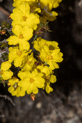 Hibbertia exutiacies