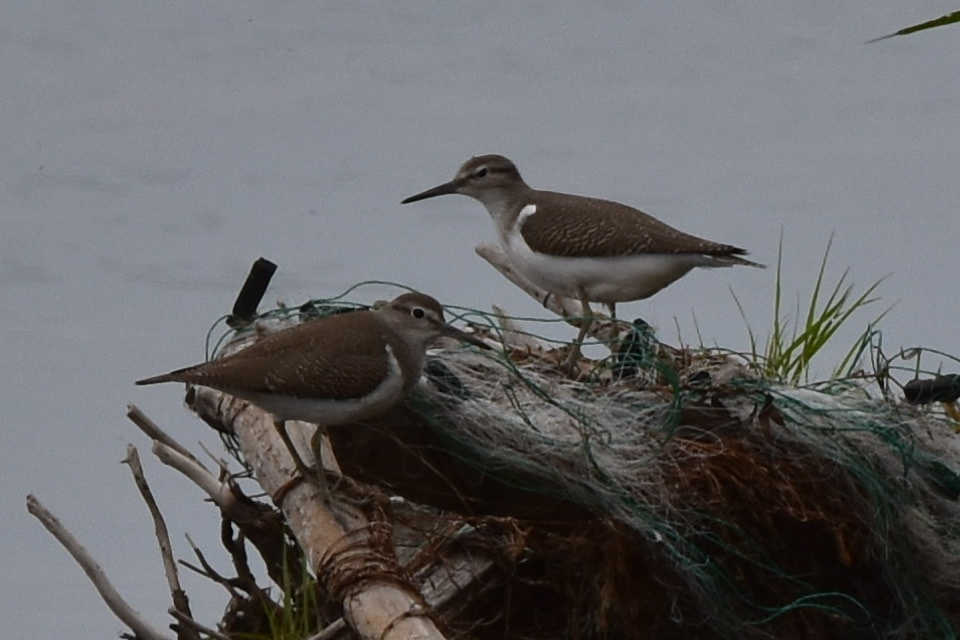 Common Sandpiper