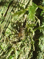 Toxopsoides erici